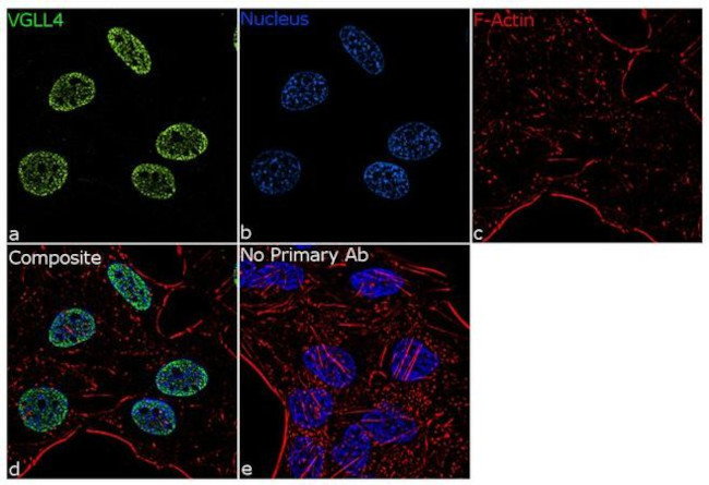 VGLL4 Antibody in Immunocytochemistry (ICC/IF)