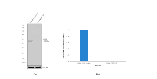 MST2 Antibody in Western Blot (WB)