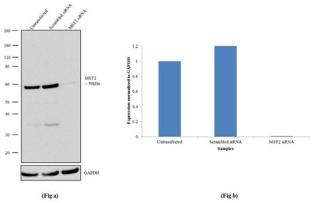 MST2 Antibody in Western Blot (WB)