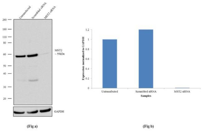 MST2 Antibody