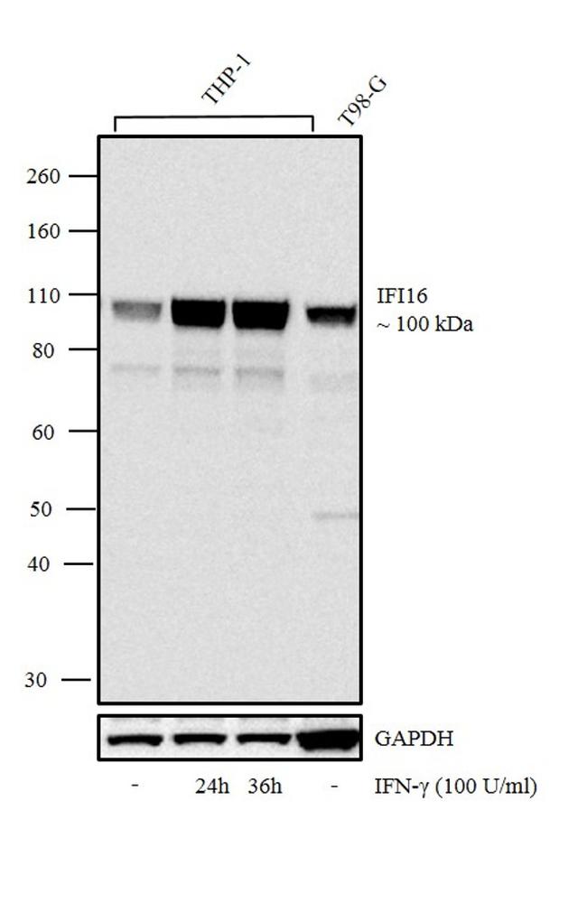 IFI16 Antibody in Western Blot (WB)