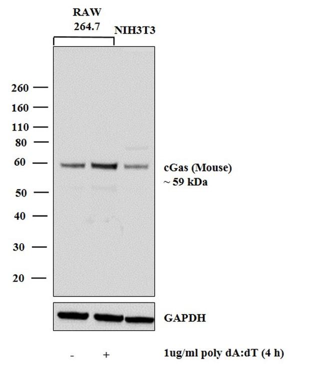 cGAS Antibody