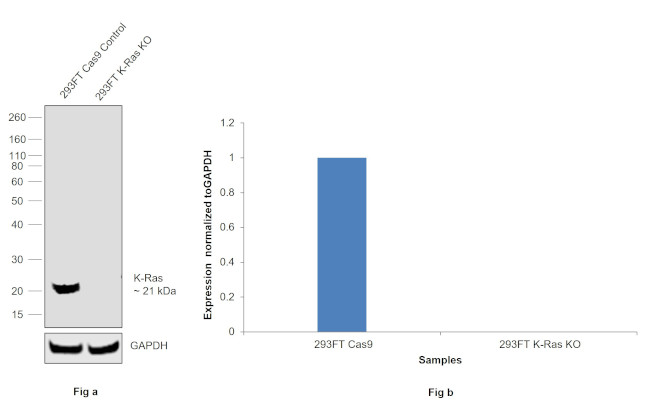 K-Ras Antibody in Western Blot (WB)