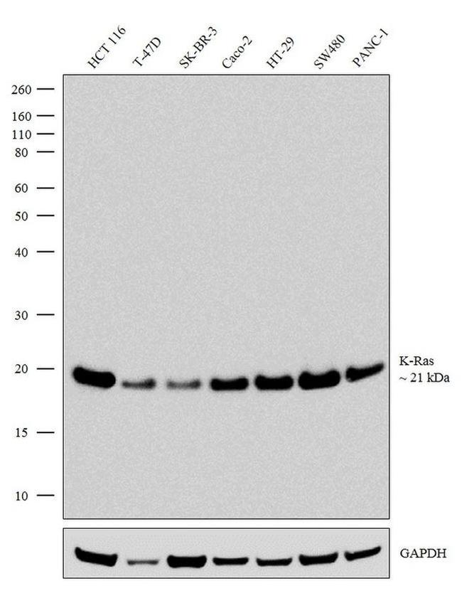 K-Ras Antibody in Western Blot (WB)