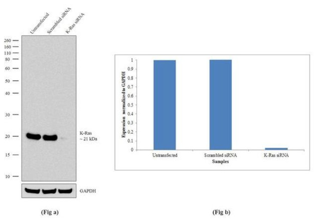 K-Ras Antibody