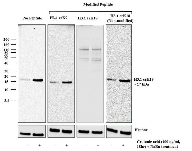 H3K18cr Antibody