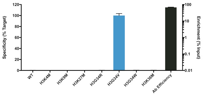 H3.3 G34V oncohistone mutant Antibody in ChIP Assay (ChIP)