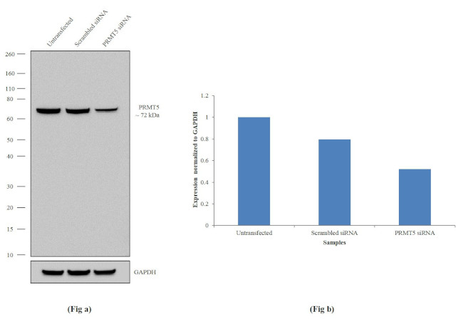 PRMT5 Antibody