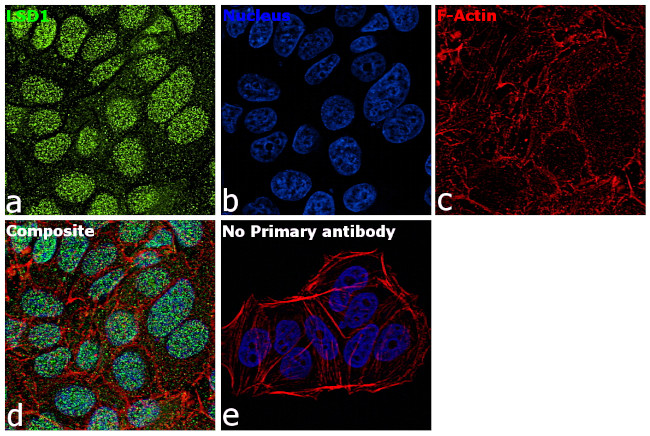 LSD1 Antibody in Immunocytochemistry (ICC/IF)