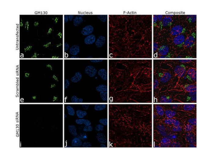 GM130 Antibody in Immunocytochemistry (ICC/IF)