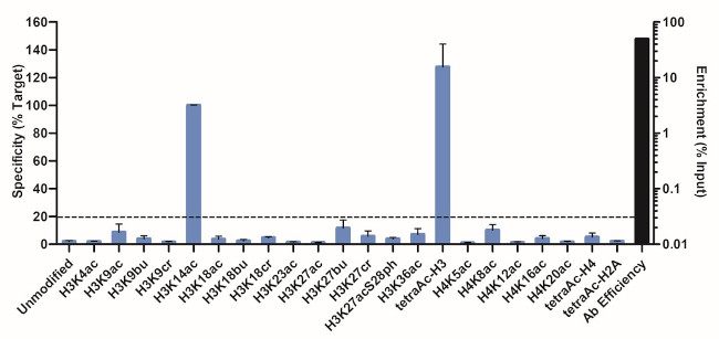 H3K14ac Antibody