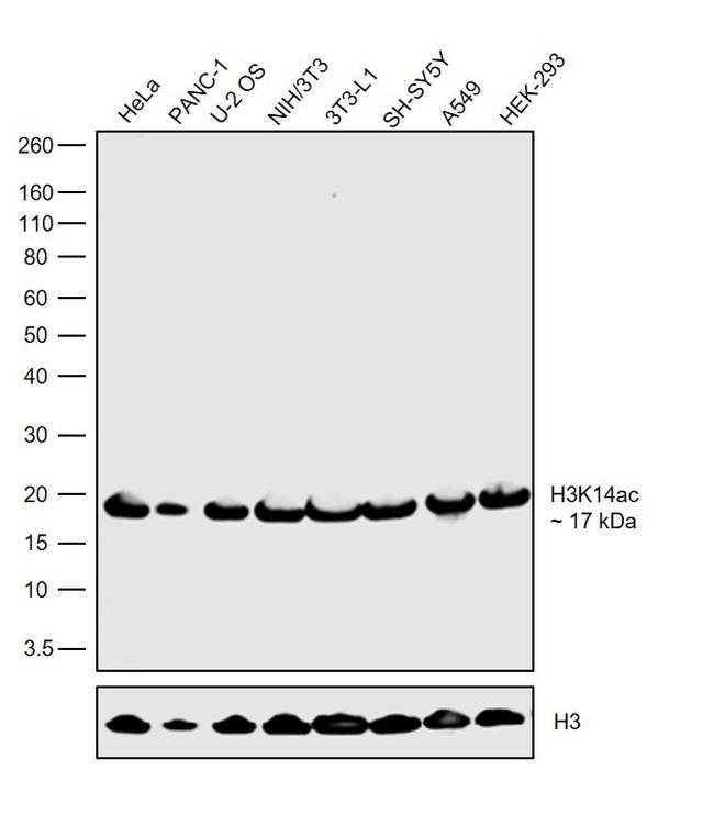 H3K14ac Antibody in Western Blot (WB)