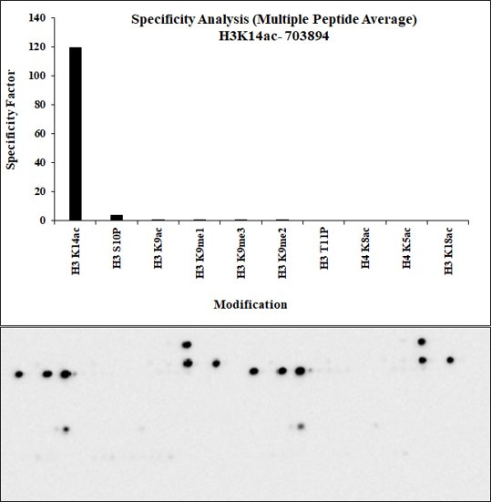 H3K14ac Antibody