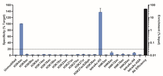 H3K4ac Antibody