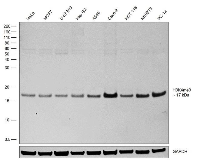 H3K4me3 Antibody in Western Blot (WB)