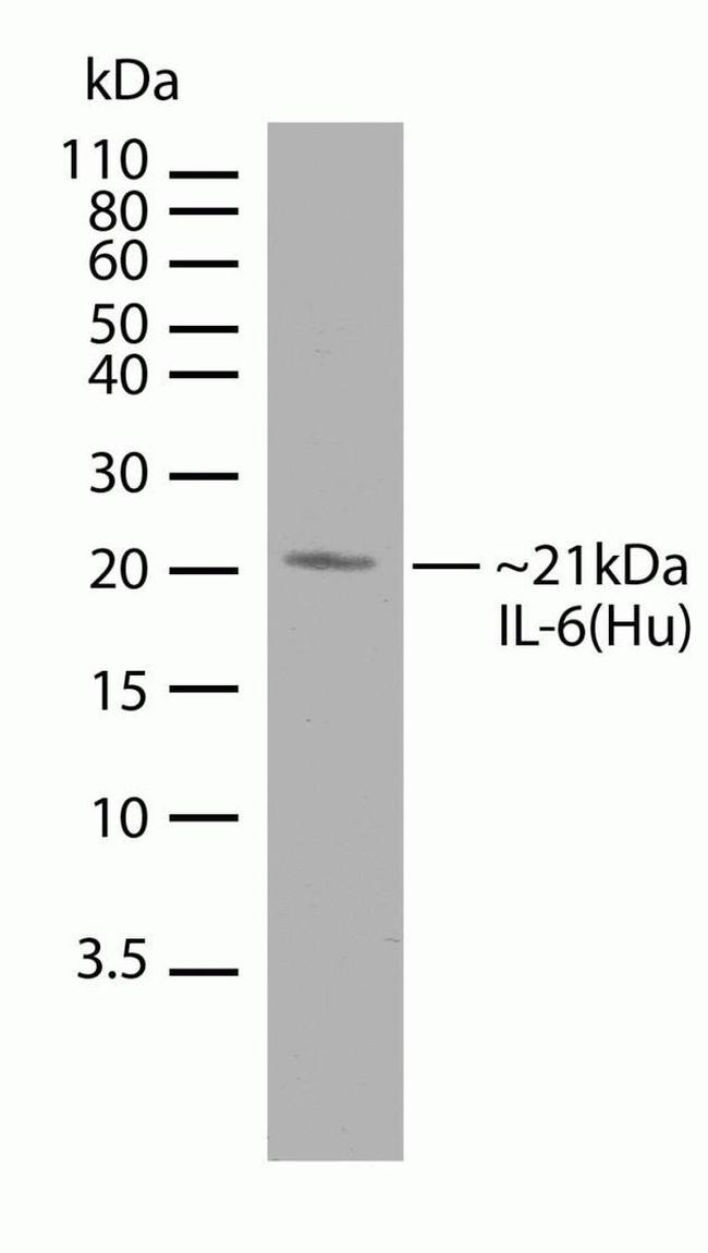 IL-6 Antibody in Western Blot (WB)