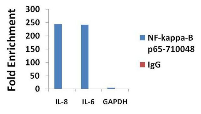 NFkB p65 Antibody in ChIP Assay (ChIP)