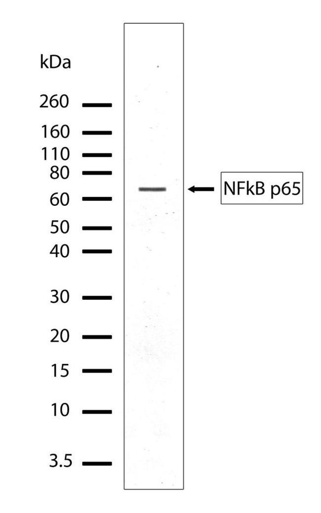 NFkB p65 Antibody in Western Blot (WB)