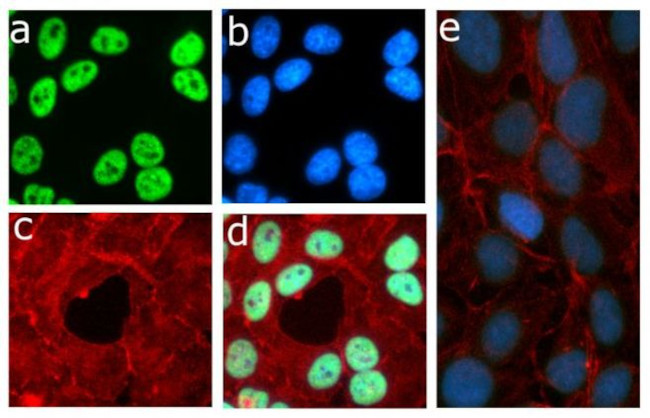 Phospho-Rb (Thr821) Antibody in Immunocytochemistry (ICC/IF)