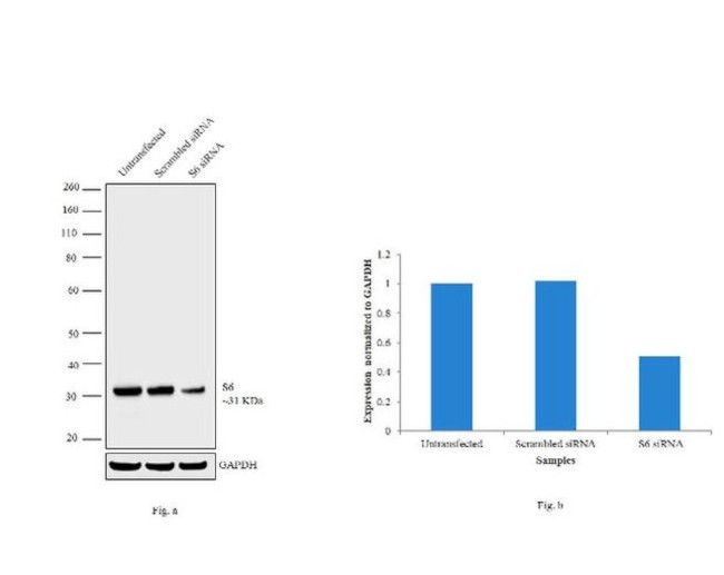 S6 Antibody