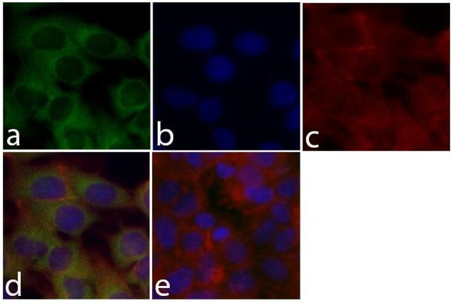 MEK1 Antibody in Immunocytochemistry (ICC/IF)