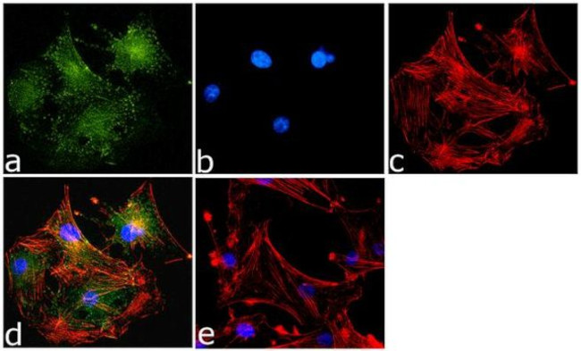 VDAC Antibody in Immunocytochemistry (ICC/IF)