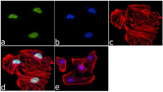 H3K4me1 Antibody in Immunocytochemistry (ICC/IF)