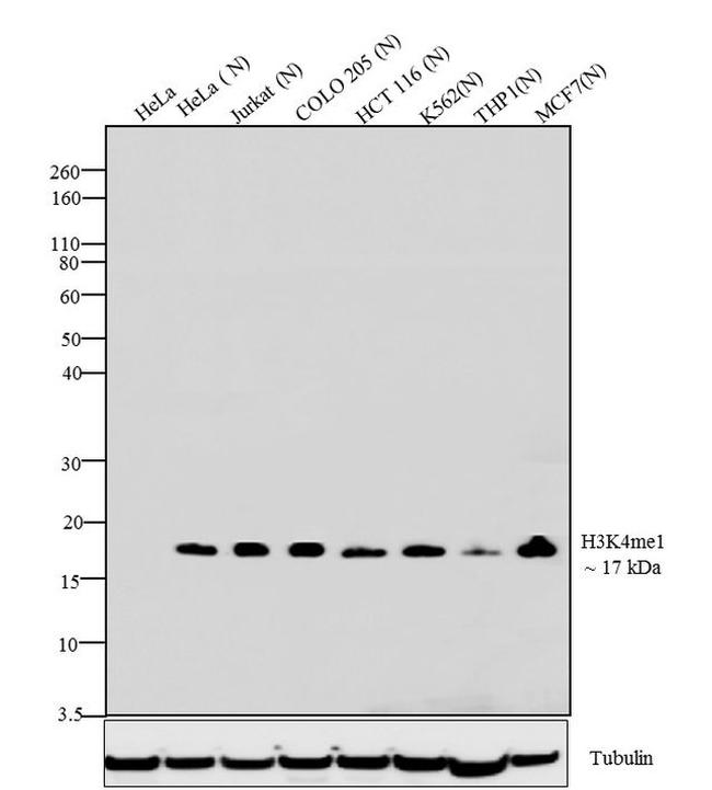 H3K4me1 Antibody in Western Blot (WB)