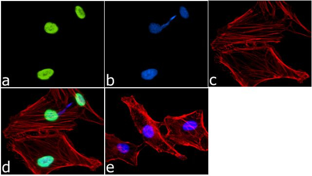 H3K9me1 Antibody in Immunocytochemistry (ICC/IF)