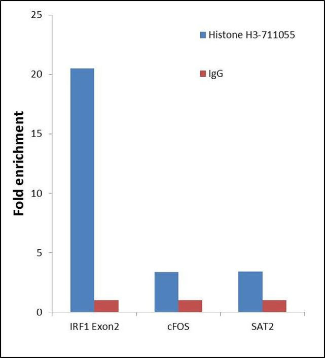 Histone H3 Antibody