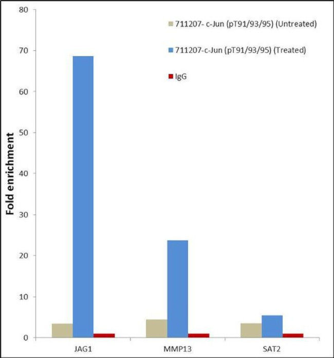 Phospho-c-Jun (Thr91, Thr93, Thr95) Antibody in ChIP Assay (ChIP)