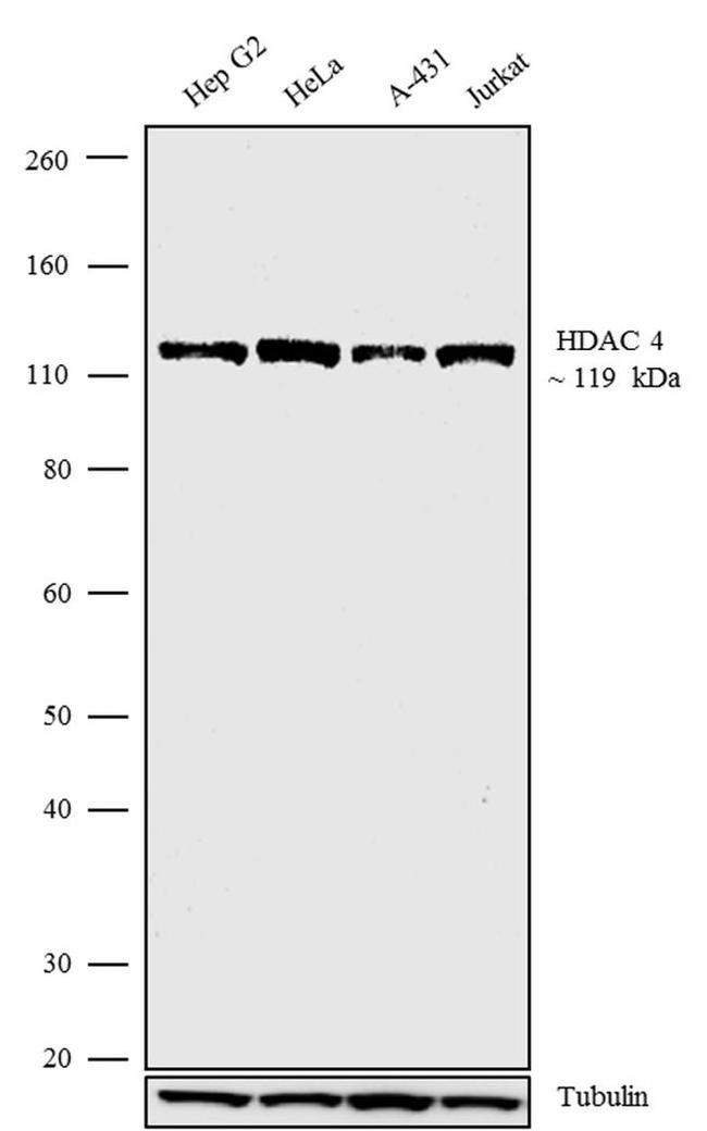 HDAC4 Antibody in Western Blot (WB)