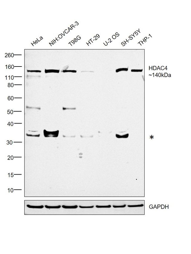 HDAC4 Antibody in Western Blot (WB)