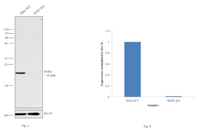 SOD1 Antibody