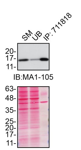 SOD1 Antibody in Immunoprecipitation (IP)