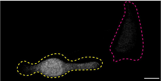 SOD1 Antibody