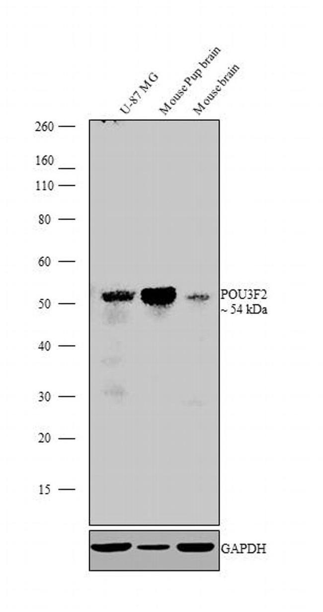 POU3F2 Antibody in Western Blot (WB)