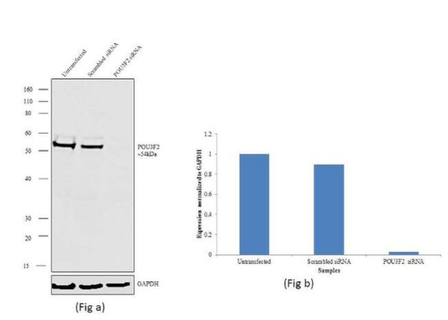 POU3F2 Antibody