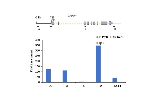 H3K4me3 Antibody in ChIP Assay (ChIP)