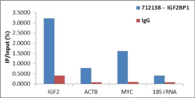 IGF2BP1 Antibody