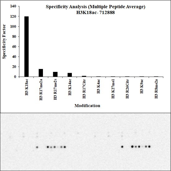 H3K18ac Antibody in Peptide array (ARRAY)