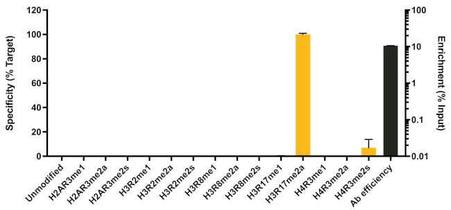 H3R17me2a Antibody in ChIP Assay (ChIP)