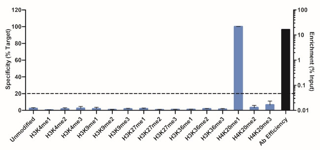 H4K20me1 Antibody in ChIP Assay (ChIP)