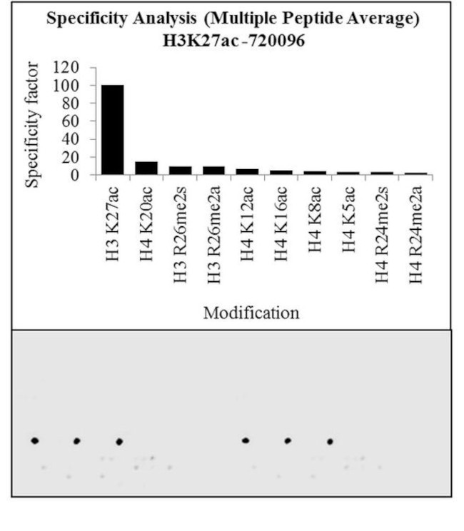 H3K27ac Antibody