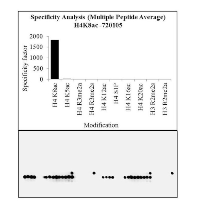 H4K8ac Antibody