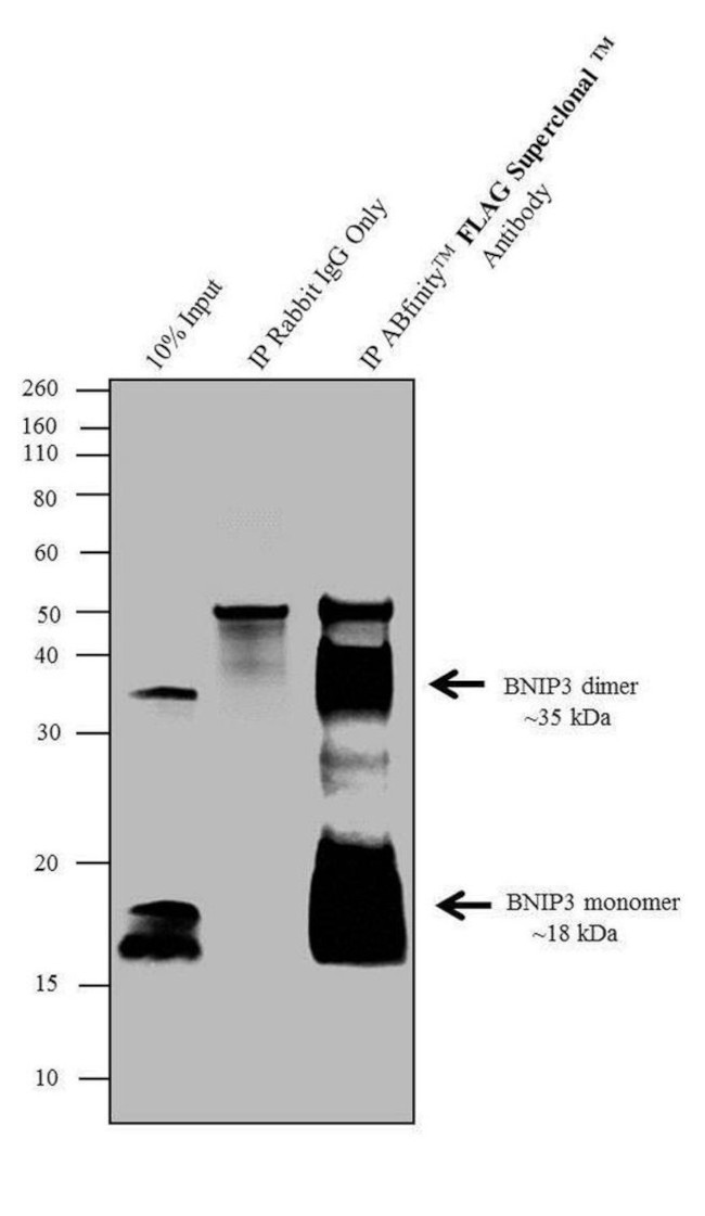 DYKDDDDK Tag Antibody in Immunoprecipitation (IP)