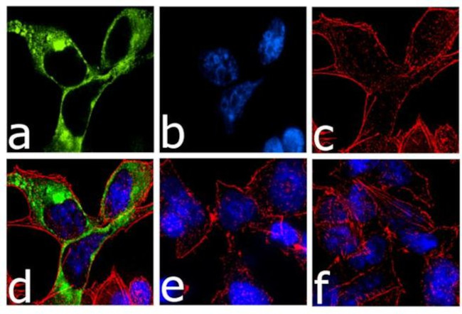 DYKDDDDK Tag Antibody in Immunocytochemistry (ICC/IF)