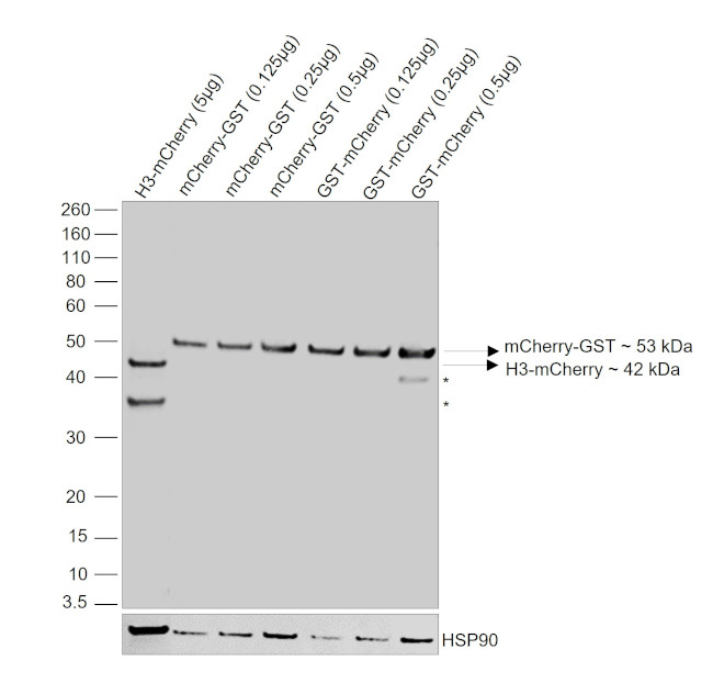 mCherry Antibody in Western Blot (WB)