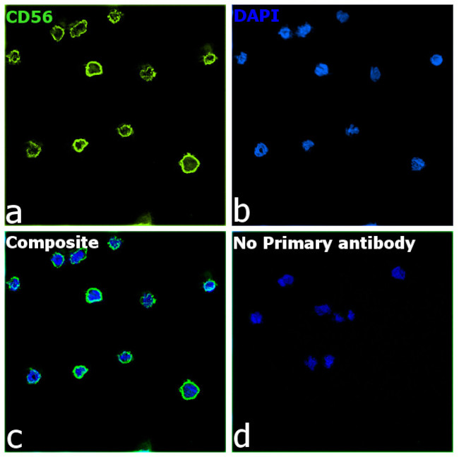 CD56 (NCAM) Antibody in Immunocytochemistry (ICC/IF)