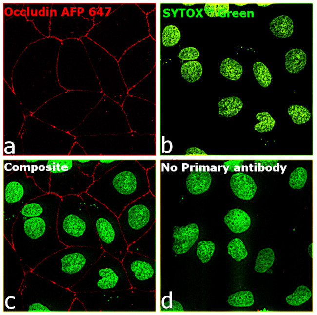 Occludin Antibody in Immunocytochemistry (ICC/IF)